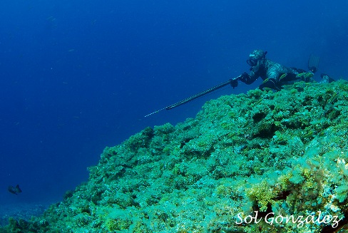 Galería Asociación Canaria de Pescadores Submarinos Responsables